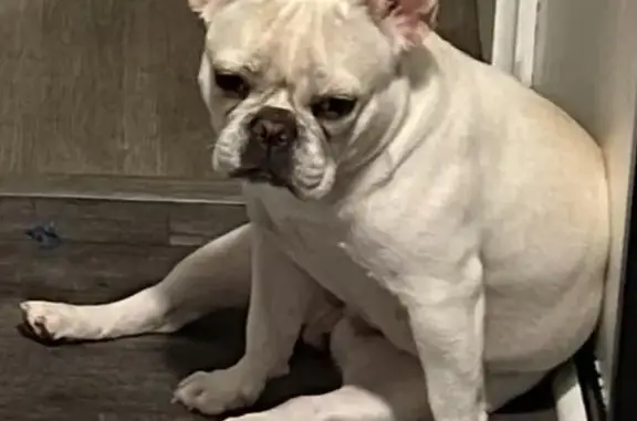 Lost French Bulldog & Friends in 12403