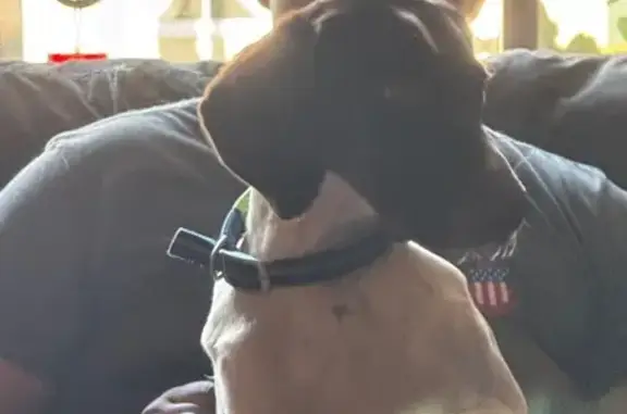 Lost German Shorthair Pointer in Ashland