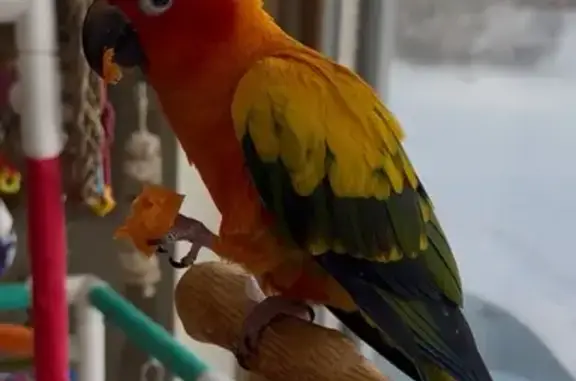 Lost Sun Conure: $1000 Reward Offered