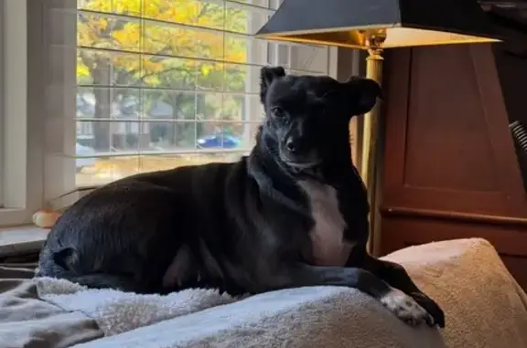 Lost Skittish Chihuahua on Hospice Lane