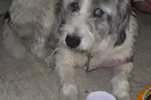 Found pets , photo: Senior Dog Found in Fort Worth Area