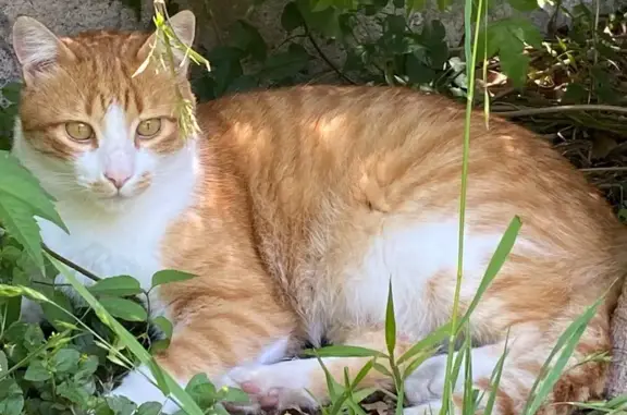 Gato amarillo perdido en Aguascalientes
