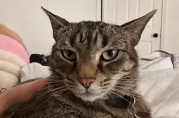 Lost Grey Tabby with Polar Dots - Call Now!