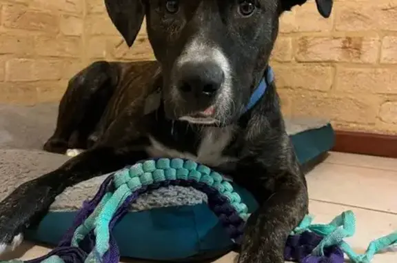 Lost Brindle Staffy Cross in Mt Helena