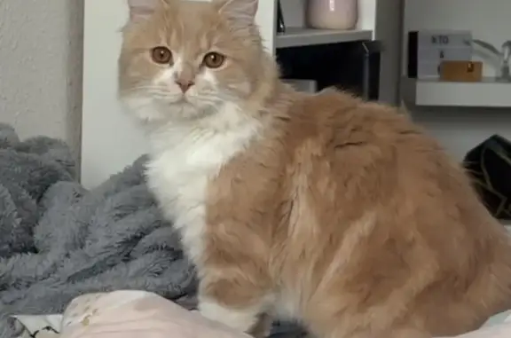 Chat sociable perdu à Cournon-d'Auvergne - photo