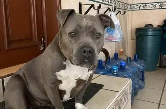¡Ayuda! Pitbull Blue Perdido en Irapuato