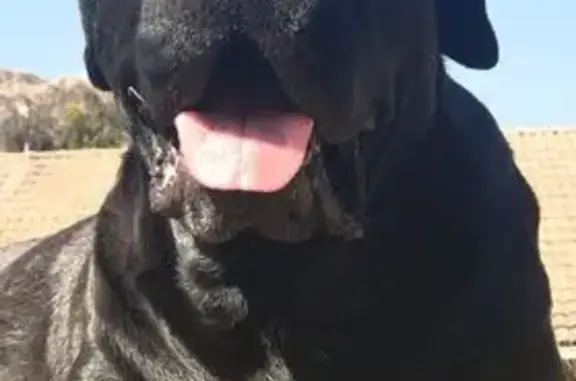 Lost Black Boerboel/Lab in Centurion