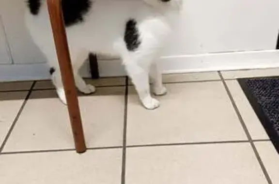 Animaux trouvés Tours-sur-Marne, photo: Chat trouvée : blanche tache noire à Tours
