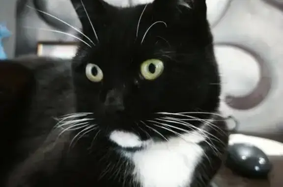 Потерянні тварини Харків, фото: Зник чорно-білий кіт на Гінзбурга, Харків