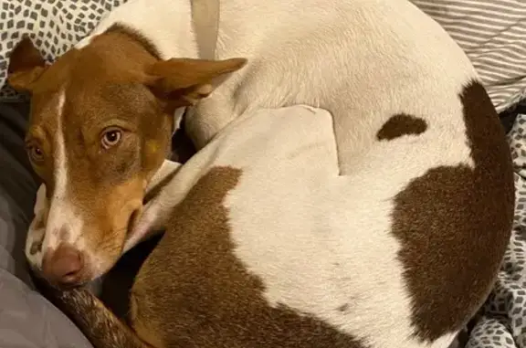 Perra Perdida en El Sexmo: Mancha Corazón