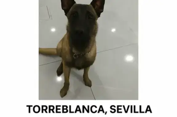 Perro Perdido en Sevilla: Calle Torre Pacheco