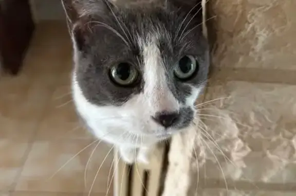 Chatte perdue, grise/blanche, sans queue - photo