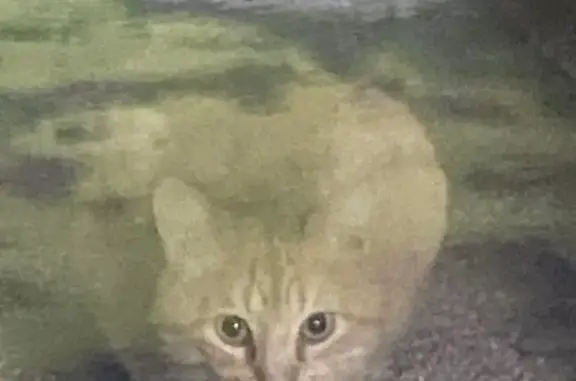 Chat roux trouvé, rue Yves de Kerguélen - photo