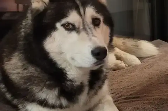 Husky noir et blanc perdu à Rochebrune - photo