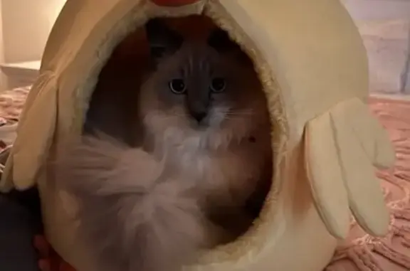 Lost Ragdoll Cat: 'Leo' in Chevron Rise