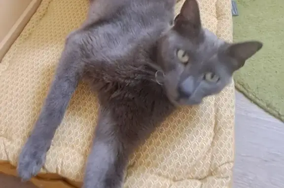 Chat perdu : mâle gris, yeux verts, craintif - photo