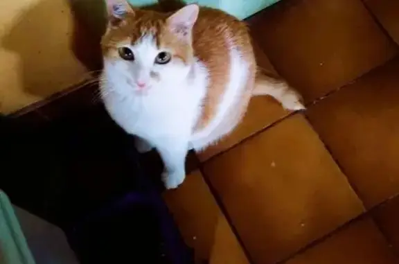 Chat perdu : Olaf, mâle roux et blanc - photo