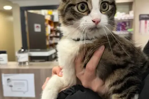 Animaux trouvés Brumath, photo: Chat blanc tigré trouvé Rue du Cygne
