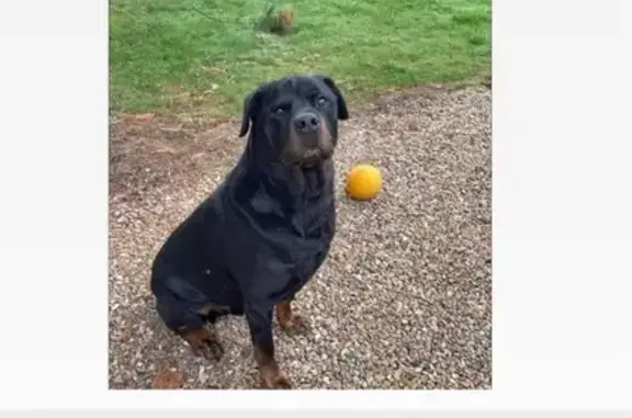 Chien perdue, boule sur ventre, Unverre - photo