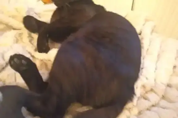 Chat perdu : méfiant, câlin, harnais rouge - photo