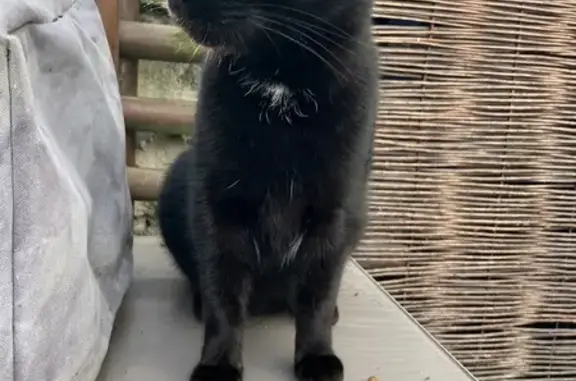 Chat noir trouvé, câlin, Rue Jules Maciet - photo