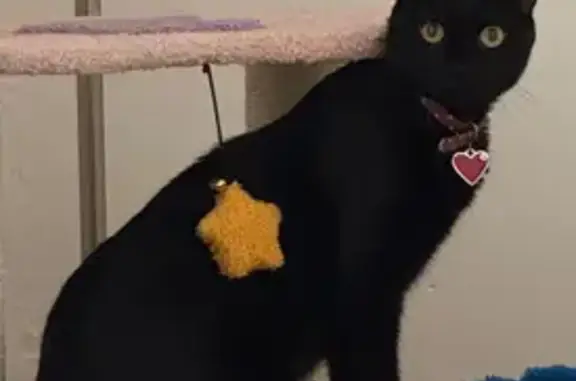 Petite chatte noire perdue à Montpellier - photo