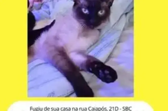 gato desaparecida
