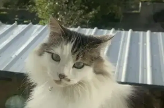 Animaux perdus Brest, photo: Chatte perdue à Brest, rue Fresnel
