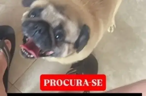 cachorro desaparecida
