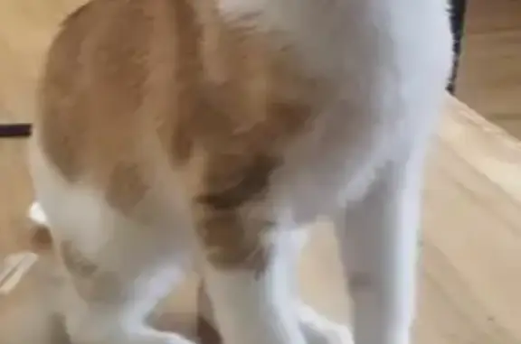 Chat perdu roux et blanc à Pessac - photo