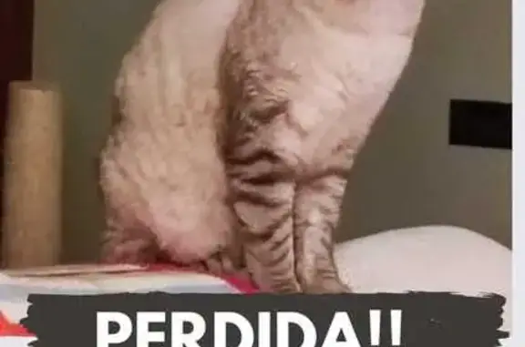 Gata Perdida: Blanca y Gris con Ojos Azules