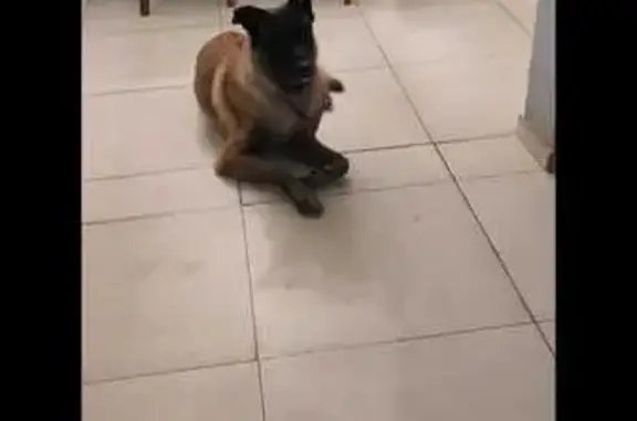 Chien perdu Saint-Savournin, photo : Malinois perdu, sociable, oreille cassée