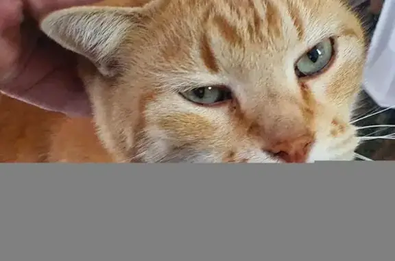 Missing cat Bloemfontein, photo: Lost: Big Ginger Cat, Tielman Roos St.