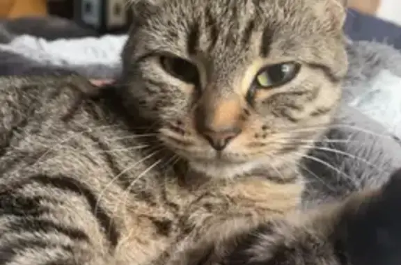 Chatte tigrée Esmee perdue à Poitiers - photo