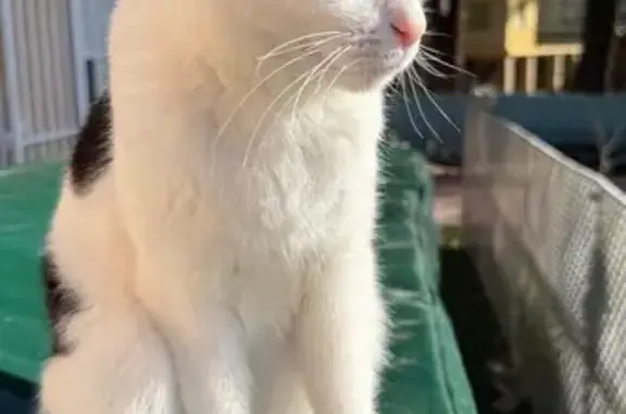 Gata Perdida: Blanca con Manchas Negras, Alpedrete