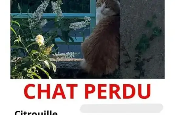 Chat perdu roux et blanc, craintif, Nuret-le-Ferron - photo