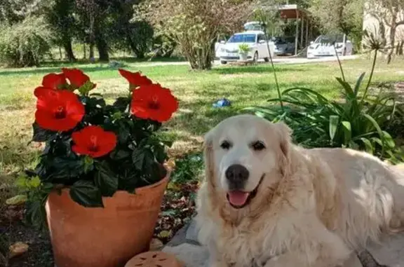 Chien perdu: Golden Retriever boitant - photo