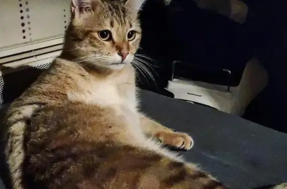Chat perdu, très craintif, Besançon - photo