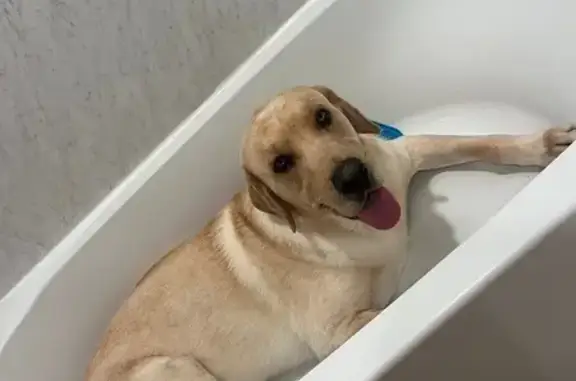 Lost pets Lavon, photo: Lost Yellow Lab: Friendly, Needs Help!