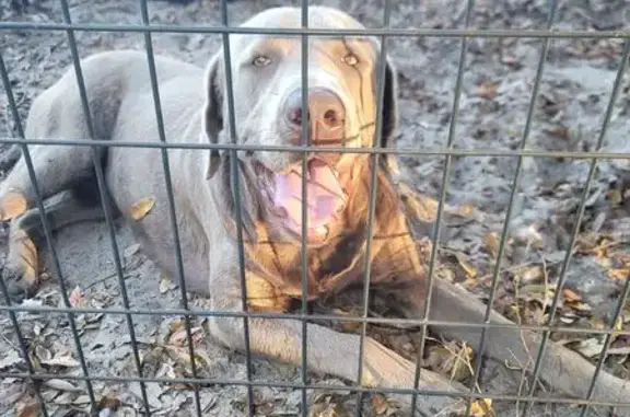 Found dog Bartow, photo: Found: Injured Dog on 80 Foot Road, Bartow