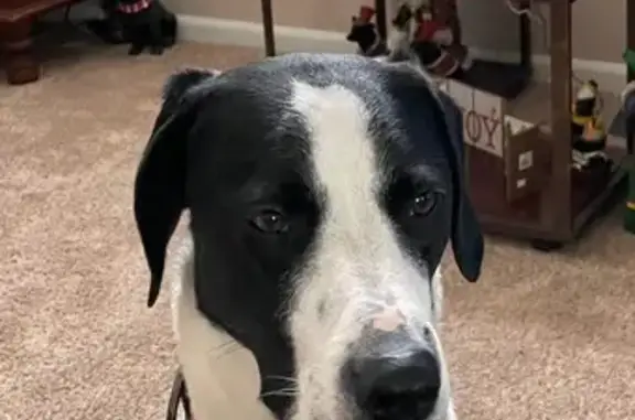 Lost Dalmatian Mix on Westside Indy