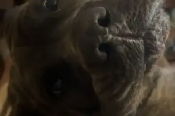 Lost 140lb King Corso on Etawah Ave