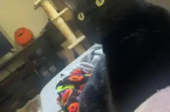 Lost Black Cat: Found on Bond Street?