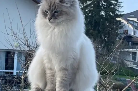 Animaux perdus , photo: Chatte perdue, blanche/grise, yeux bleus, Fillière