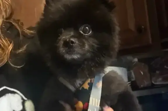 Found dog Columbus, photo: Found: Friendly Black Dog in Plaid Harness