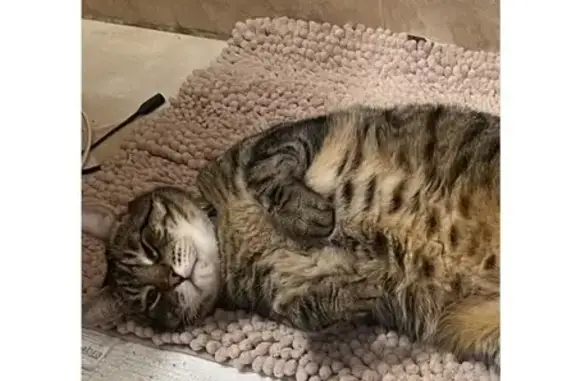 Lost Bengal Cat with Jets Collar in Elmont