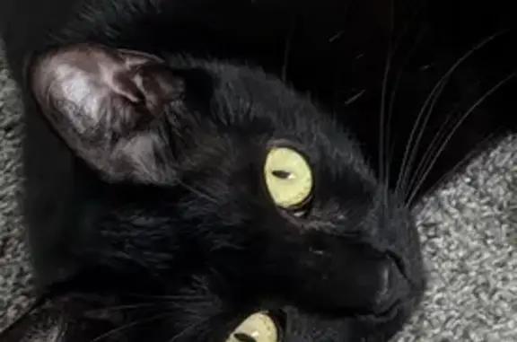 Lost Black Cat: Shy, Yellow-Eyed, Burney