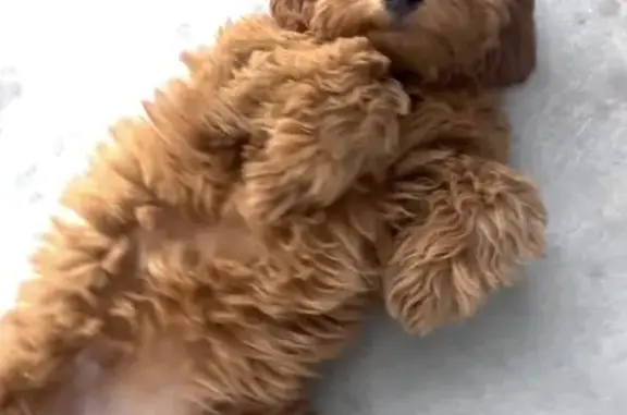 Missing Petite Goldendoodle in Provo!
