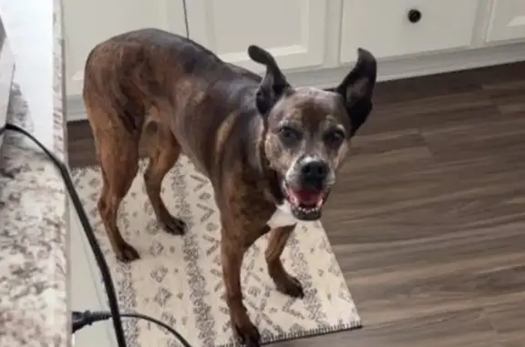 Lost Dog: Sugar Face in Hoschton