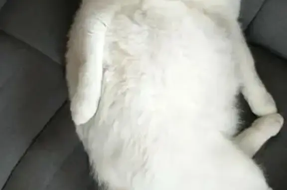 Chat perdu : Gros blanc, tâche œil, Garn Seach - photo